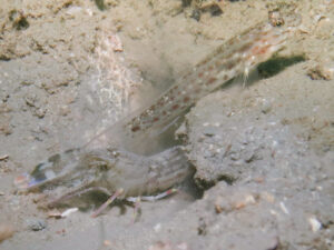 Titan Snapping Shrimp with Ctenogobiops crocineus, Silverspot Shrimpgoby