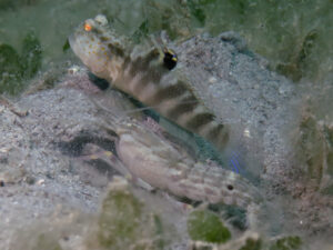 Titan Snapping Shrimp with Mahidolia mystacina, Flagtail Shrimpgoby