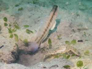 Titan Snapping Shrimp with Myersina nigrivirgata, Blackline Shrimpgoby