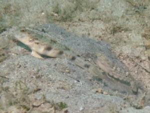 Titan Snapping Shrimp with Tomiyamichthys levisquama, Smooth-scale Shrimpgoby