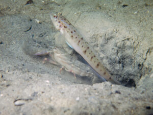 Titan Snapping Shrimp with Vanderhorstia ambanoro, Twinspot Shrimpgoby