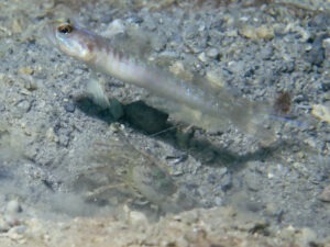 Titan Snapping Shrimp with Vanderhorstia auronotata Gold-Marked Shrimpgoby