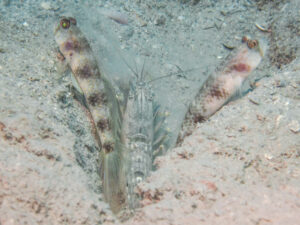 Titan Snapping Shrimp with Vanderhorstia papilio, Butterfly Shrimpgoby