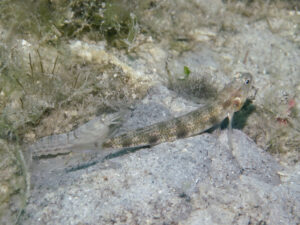 Titan Snapping Shrimp with Vanderhorstia phaeosticta, Yellowfoot Shrimpgoby