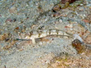 Tomiyamichthys alleni Allen’s Shrimpgoby