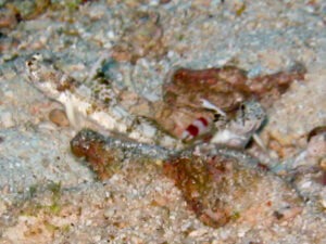 Tomiyamichthys alleni Allen’s Shrimpgoby with Randall’s Shrimp Alpheus randalli