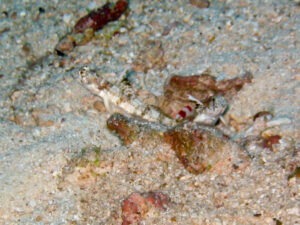 Tomiyamichthys alleni Allen’s Shrimpgoby