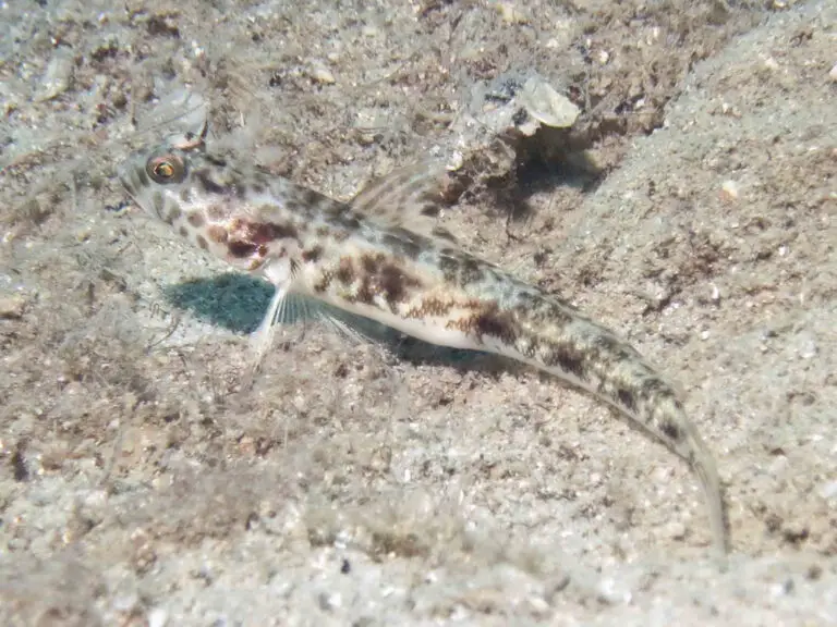 Longspot Shrimpgoby Tomiyamichthys tanyspilus