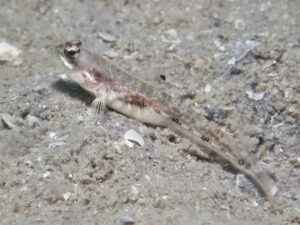 Longspot Shrimpgoby Tomiyamichthys tanyspilus