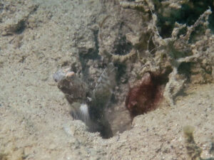 Tomiyamichthys latruncularia Fan Shrimpgoby