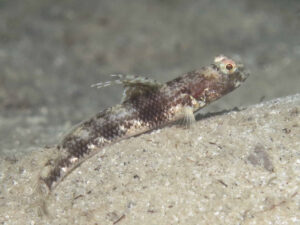 Tomiyamichthys latruncularia Fan Shrimpgoby