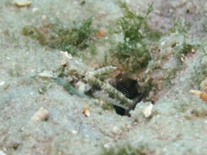 A medium-sized goby up to 10 cm in length