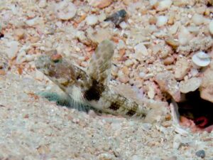 Tomiyamichthys latruncularia Fan Shrimpgoby