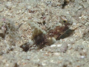 Tomiyamichthys latruncularia Fan Shrimpgoby