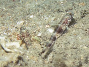 Tomiyamichthys latruncularia Fan Shrimpgoby