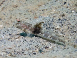 Tomiyamichthys latruncularia Fan Shrimpgoby