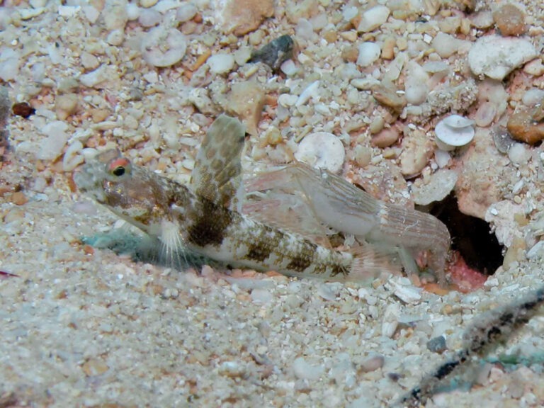 Tomiyamichthys latruncularia Fan Shrimpgoby with Pink Pyjama Shrimp Alpheus ochrostriatus