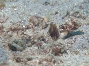 Tomiyamichthys latruncularia Fan Shrimpgoby with Tasselled Snapping Shrimp, Alpheus species 14