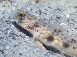 Tomiyamichthys levisquama Smooth-scale Shrimpgoby