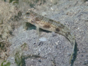 Tomiyamichthys levisquama Smooth-scale Shrimpgoby