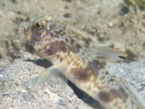 Tomiyamichthys levisquama Smooth-scale Shrimpgoby