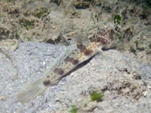 Tomiyamichthys levisquama Smooth-scale Shrimpgoby