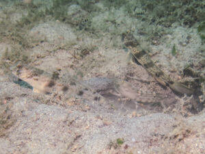 Tomiyamichthys levisquama Smooth-scale Shrimpgoby