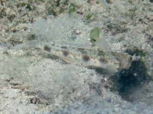 Tomiyamichthys levisquama Smooth-scale Shrimpgoby