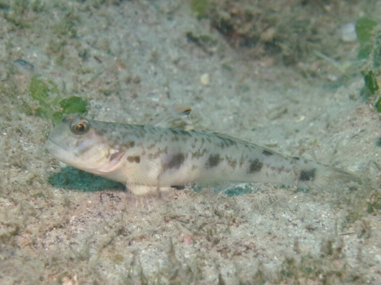 Tomiyamichthys levisquama Smooth-scale Shrimpgoby