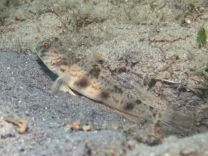 Tomiyamichthys levisquama Smooth-scale Shrimpgoby