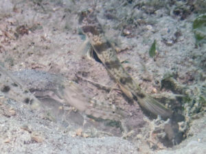 Tomiyamichthys levisquama Smooth-scale Shrimpgoby with Titan Shrimp Alpheus rapax