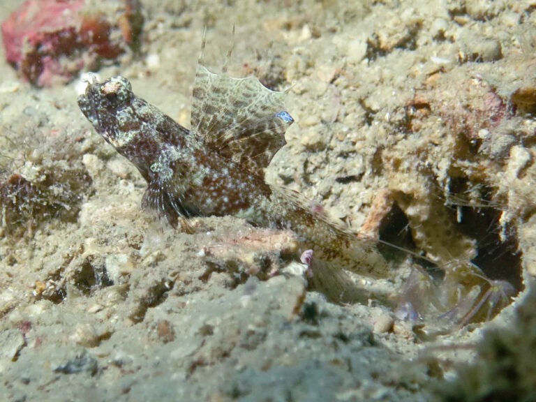 Tomiyamichthys nudus Scaleless Shrimpgoby