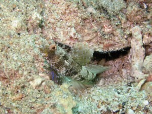 Tomiyamichthys nudus Scaleless Shrimpgoby