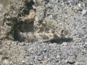 Tomiyamichthys nudus Scaleless Shrimpgoby