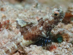 Tomiyamichthys nudus Scaleless Shrimpgoby