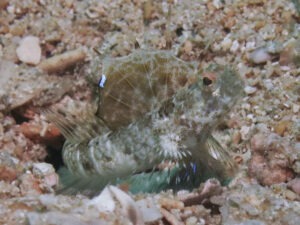 Tomiyamichthys nudus Scaleless Shrimpgoby