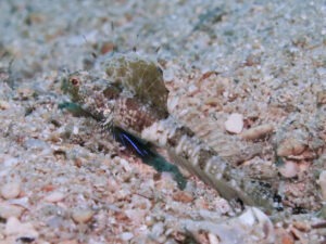 Tomiyamichthys nudus Scaleless Shrimpgoby