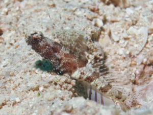 Tomiyamichthys nudus Scaleless Shrimpgoby