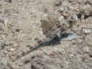 Tomiyamichthys nudus Scaleless Shrimpgoby