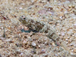 Tomiyamichthys nudus Scaleless Shrimpgoby