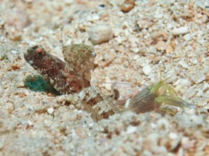 Tomiyamichthys nudus Scaleless Shrimpgoby with Brown Pyjama Shrimp Alpheus ochrostriatus