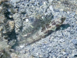 Tomiyamichthys nudus Scaleless Shrimpgoby with Pale Marbled Shrimp Alpheus djiboutensis