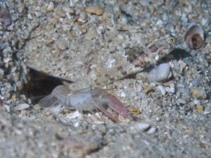 Tomiyamichthys nudus Scaleless Shrimpgoby with Pink Pyjama Shrimp Alpheus ochrostriatus