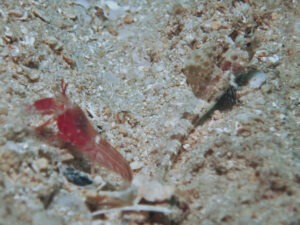 Tomiyamichthys nudus Scaleless Shrimpgoby with Red Pyjama Shrimp Alpheus ochrostriatus