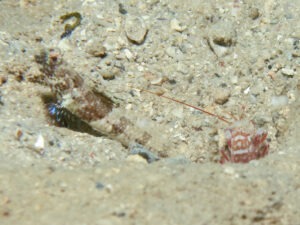 Tomiyamichthys nudus Scaleless Shrimpgoby with Tiger Shrimp Alpheus bellulus