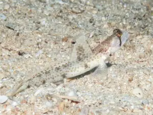 Tomiyamichthys oni Monster Shrimpgoby