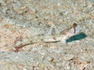 Tomiyamichthys oni Monster Shrimpgoby