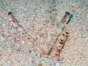 Tomiyamichthys oni Monster Shrimpgoby