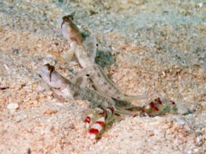 Tomiyamichthys oni Monster Shrimpgoby