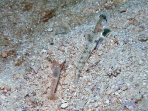 Tomiyamichthys oni Monster Shrimpgoby with Pink Pyjama Shrimp Alpheus ochrostriatus